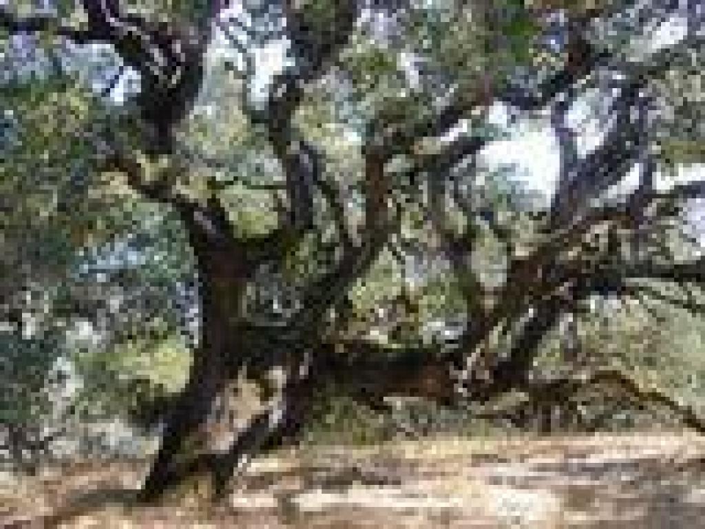 Big blue oak