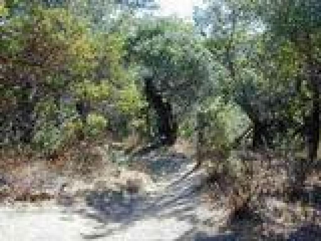 Hill Ranch Trail
