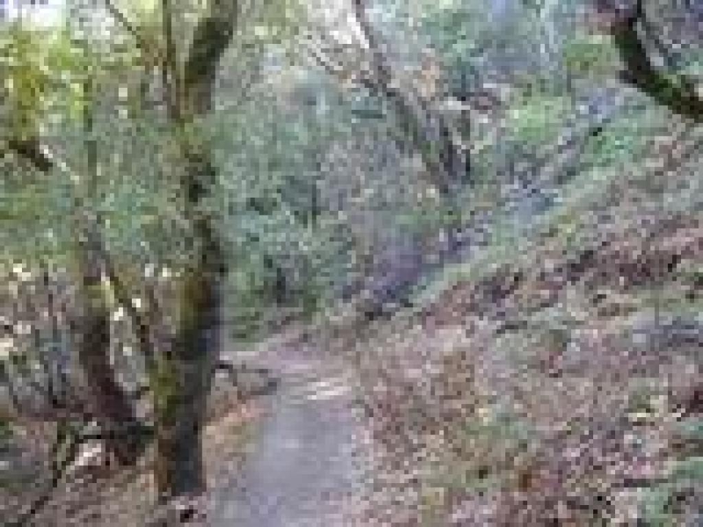 Hill Ranch Trail