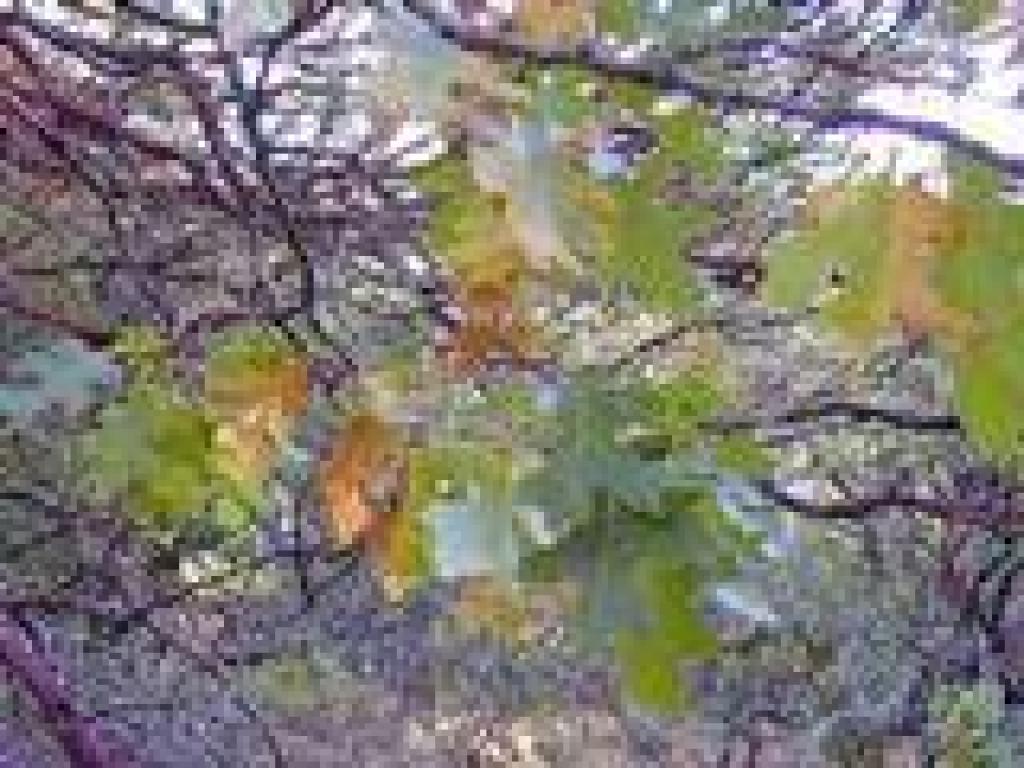 Black oak leaves