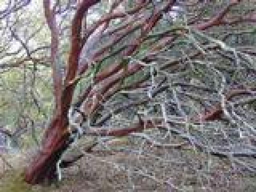Manzanita