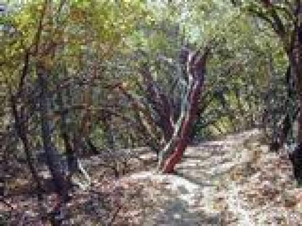 Manzanitas line the trail
