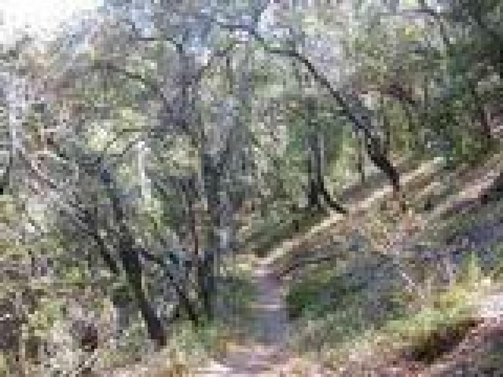 Alexander Trail