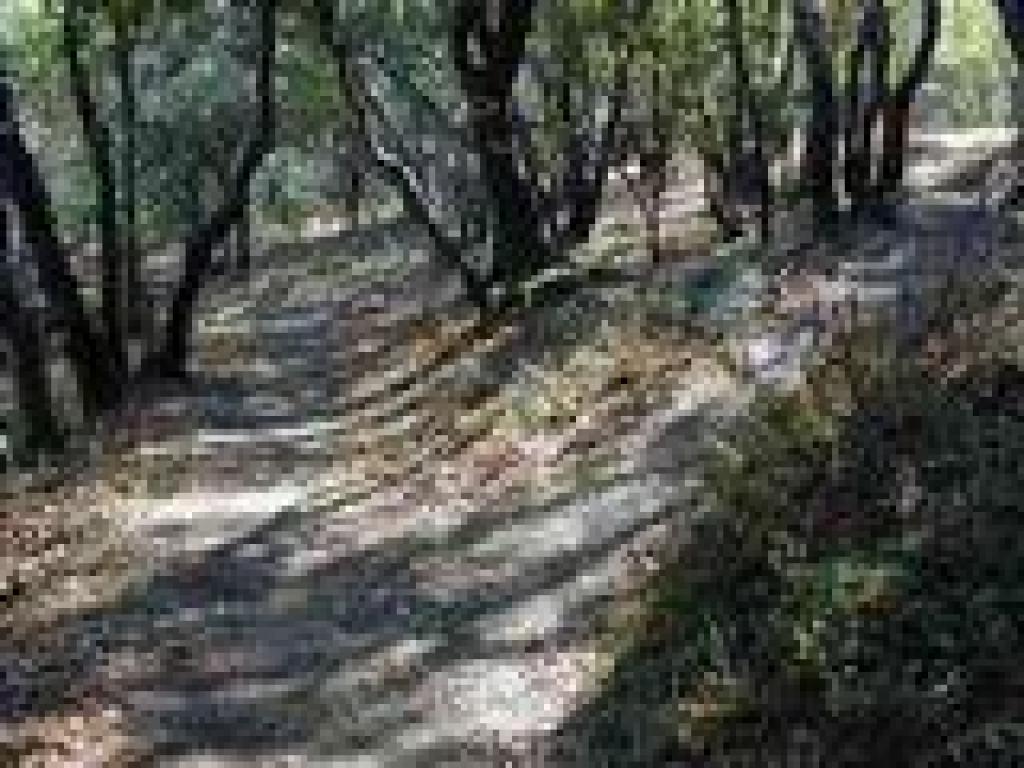 Junction with shortcut to Waterfall Trail