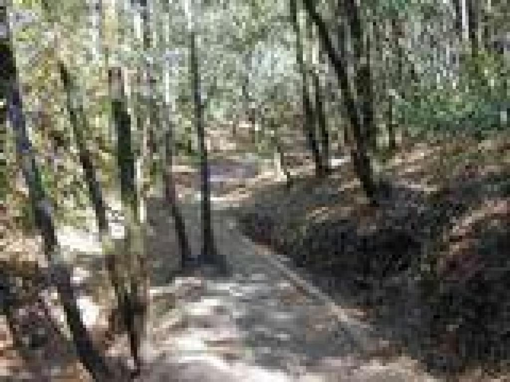 Waterfall Trail
