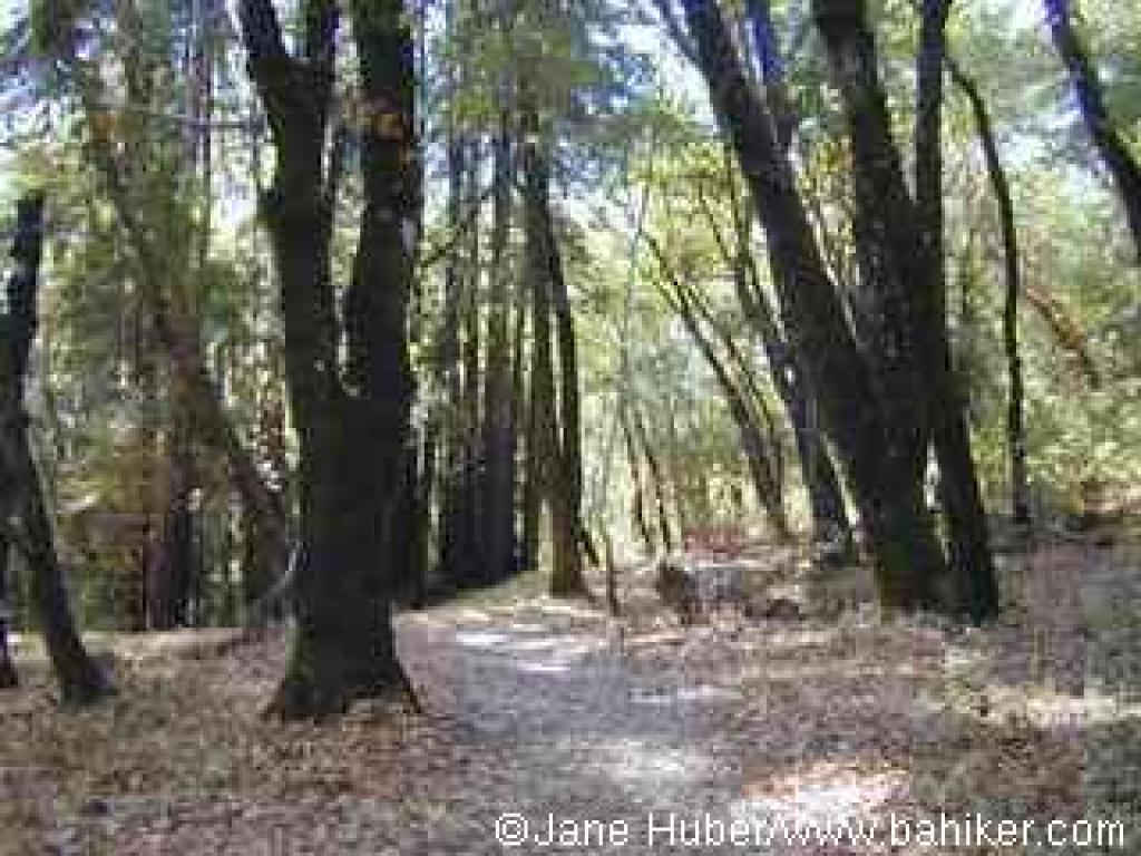 Lake Trail