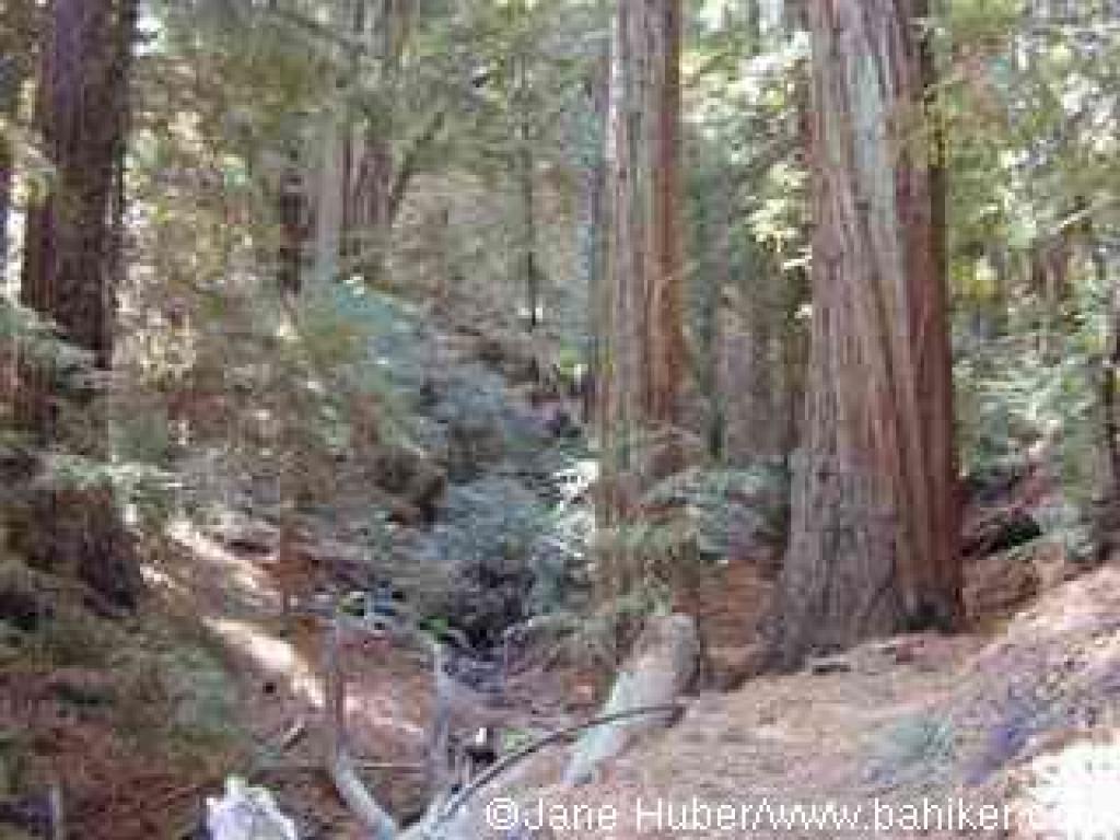 Redwoods at North Asbury Creek, on Sonoma Ridge Trail