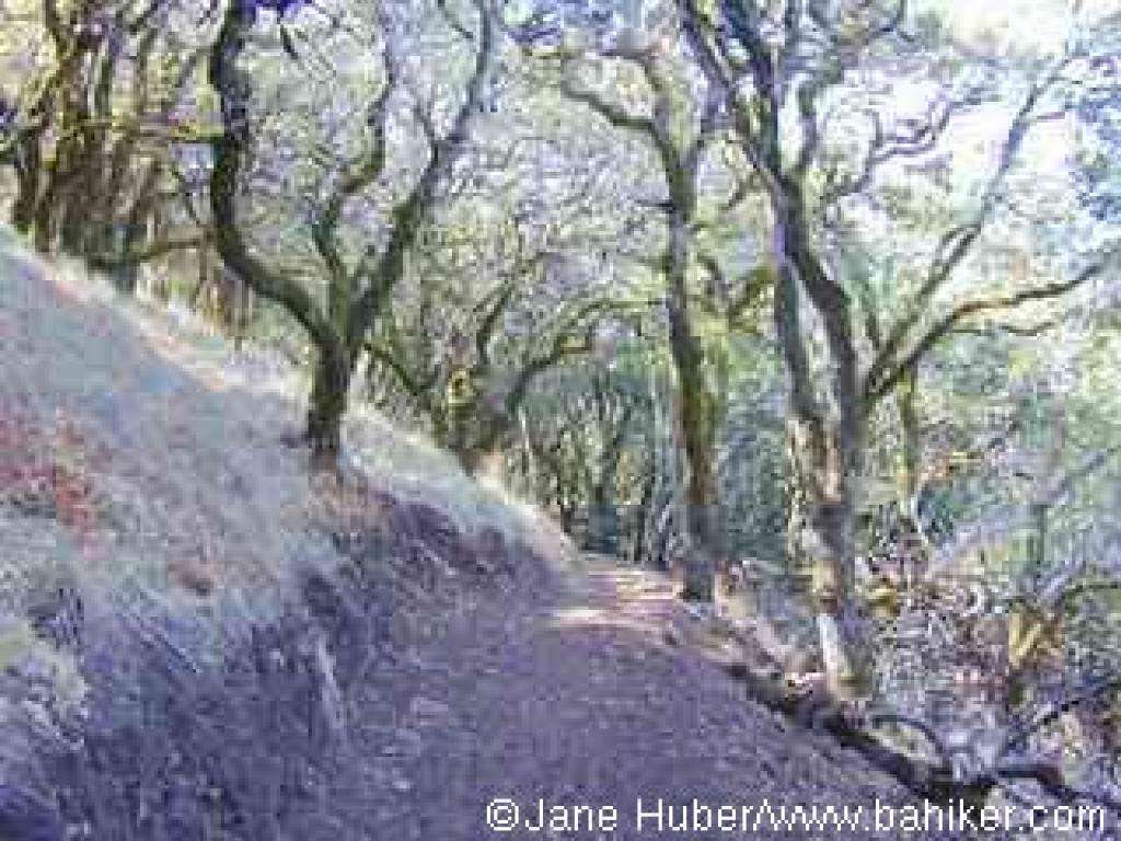 Sonoma Ridge Trail