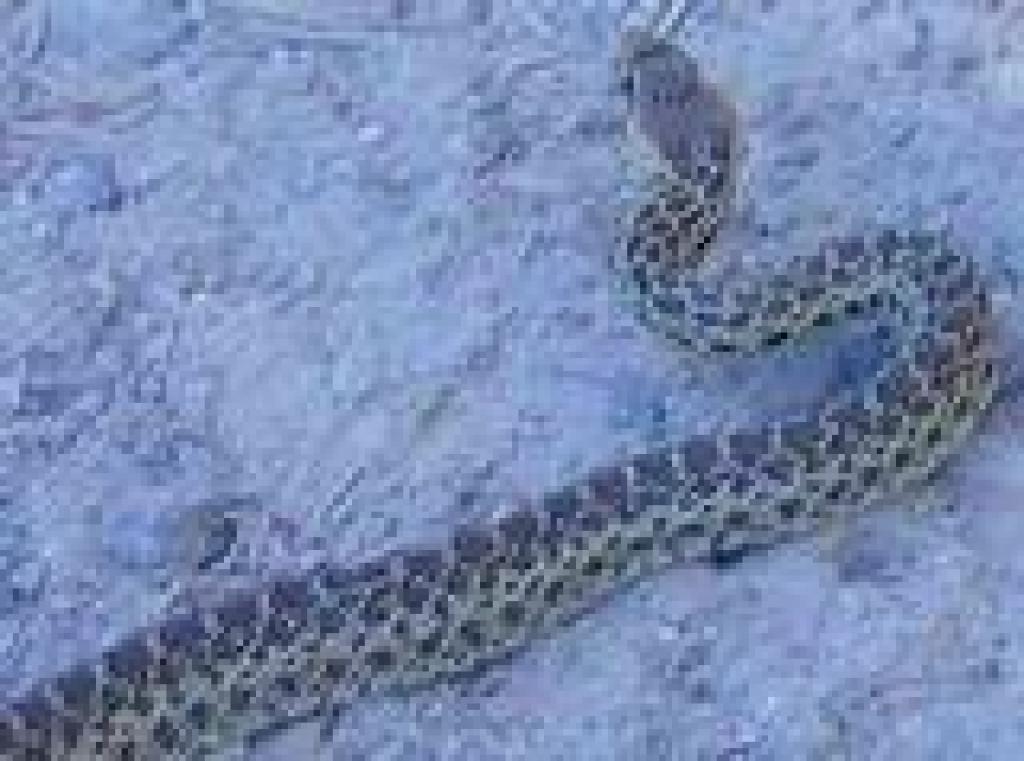 Snake