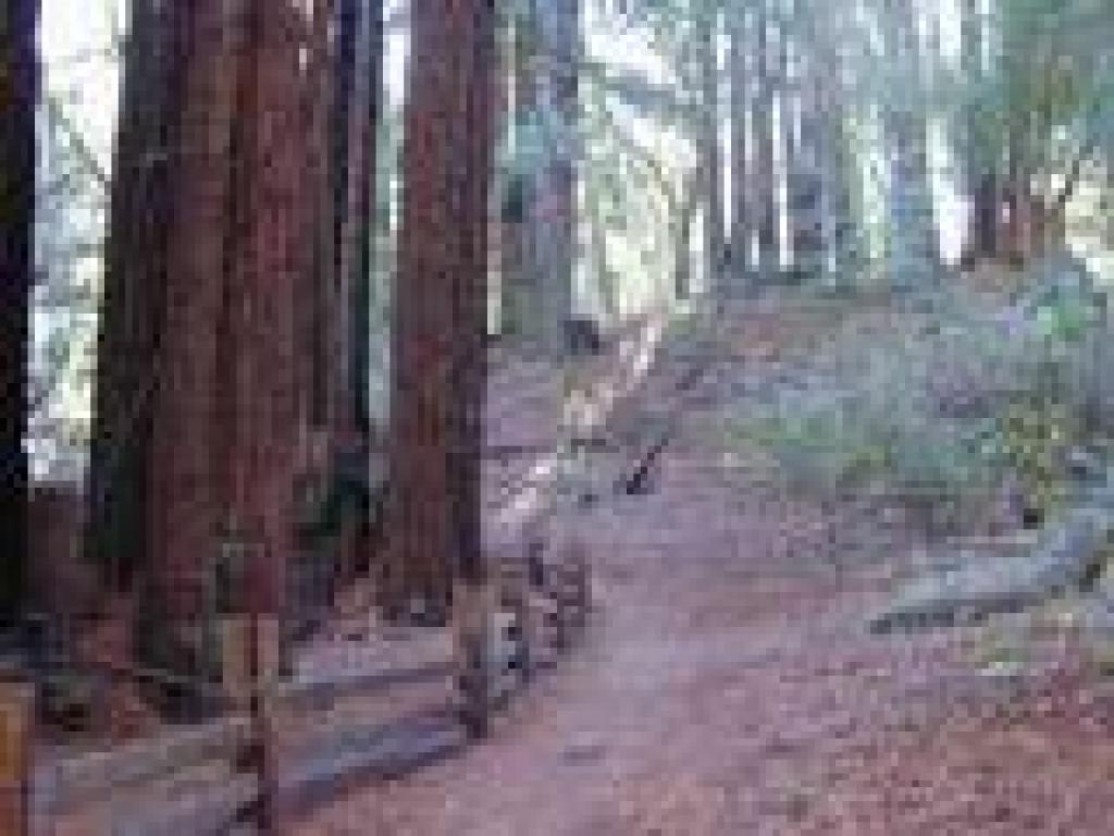 Redwoods