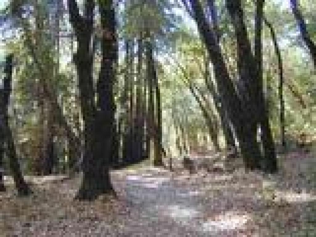 Lake Trail