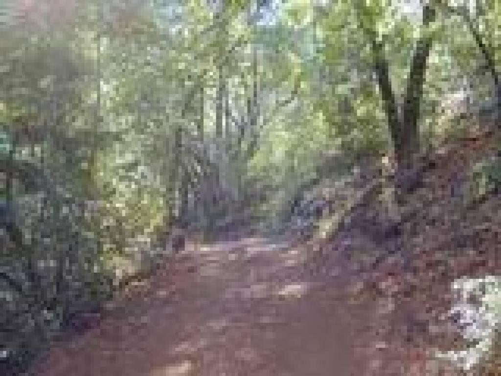 Mountain Trail