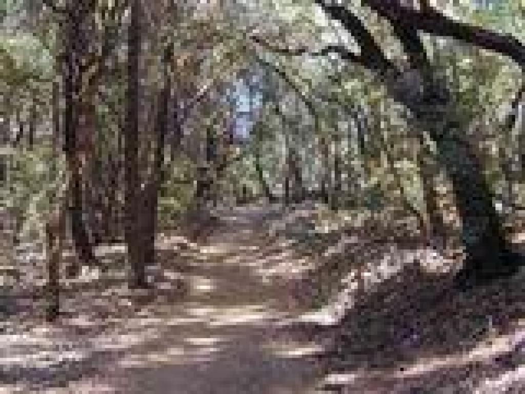 Treadmill Trail
