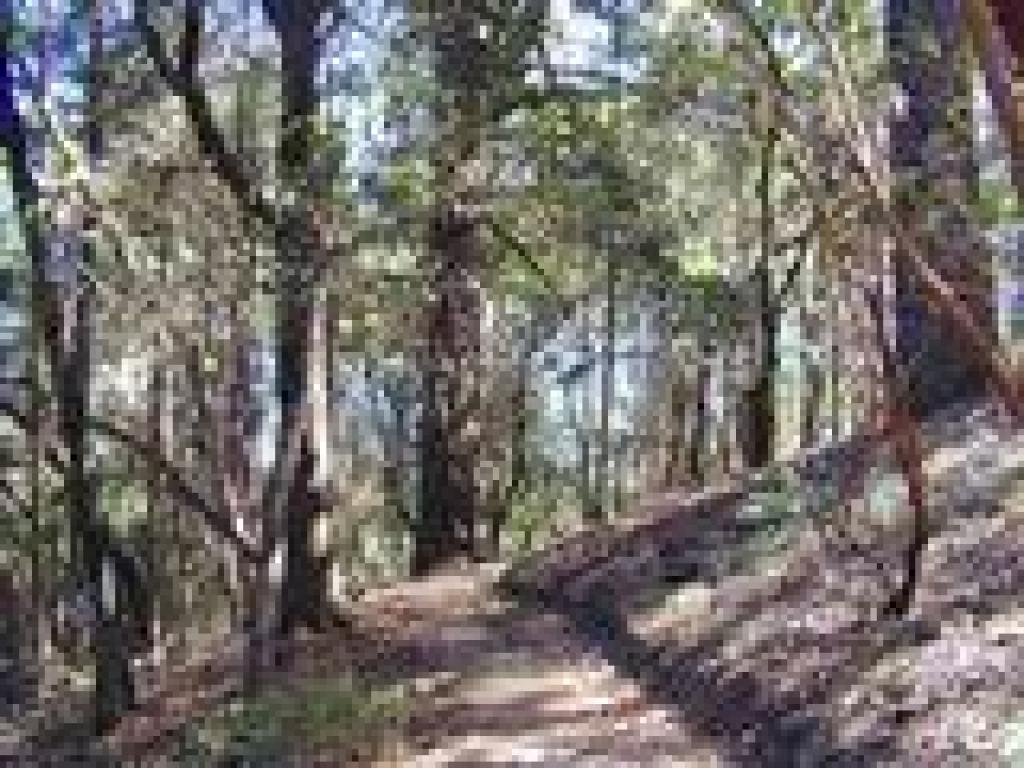 Sonoma Ridge Trail
