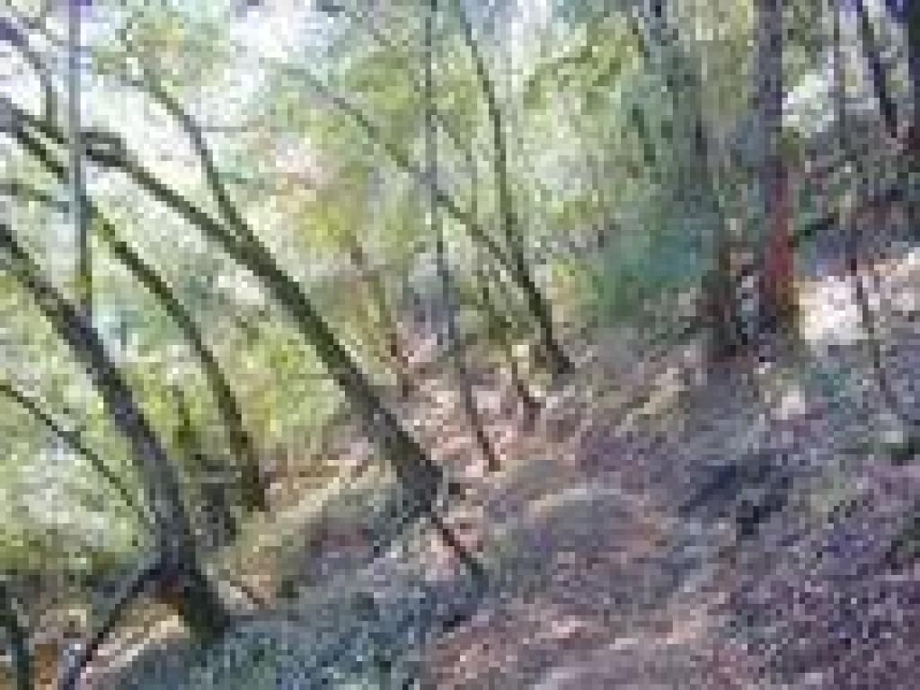 Sonoma Ridge Trail