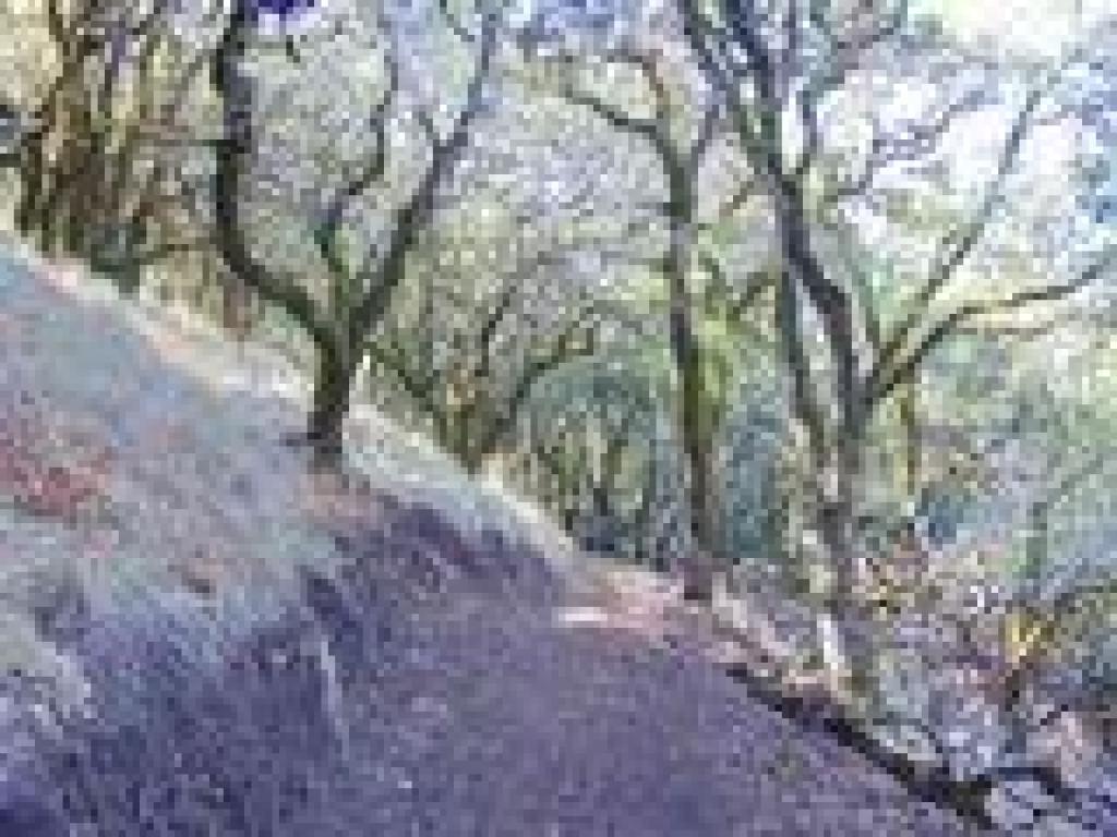 Climbing Sonoma Mountain