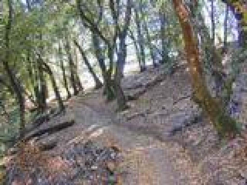 Madrones along the trail