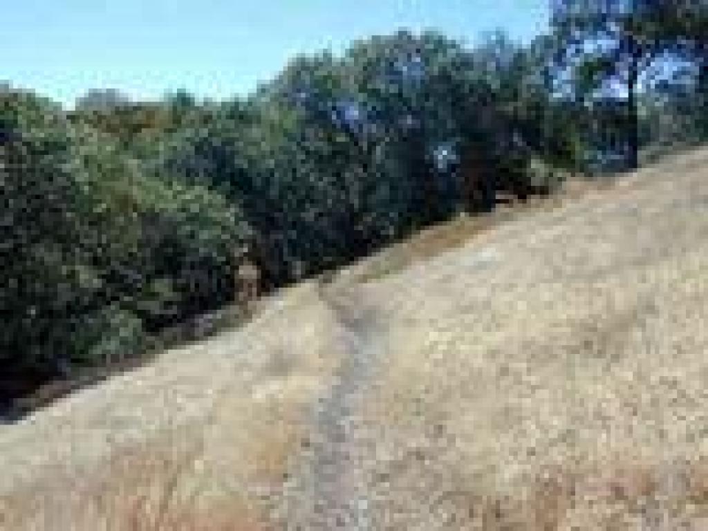 Grassland