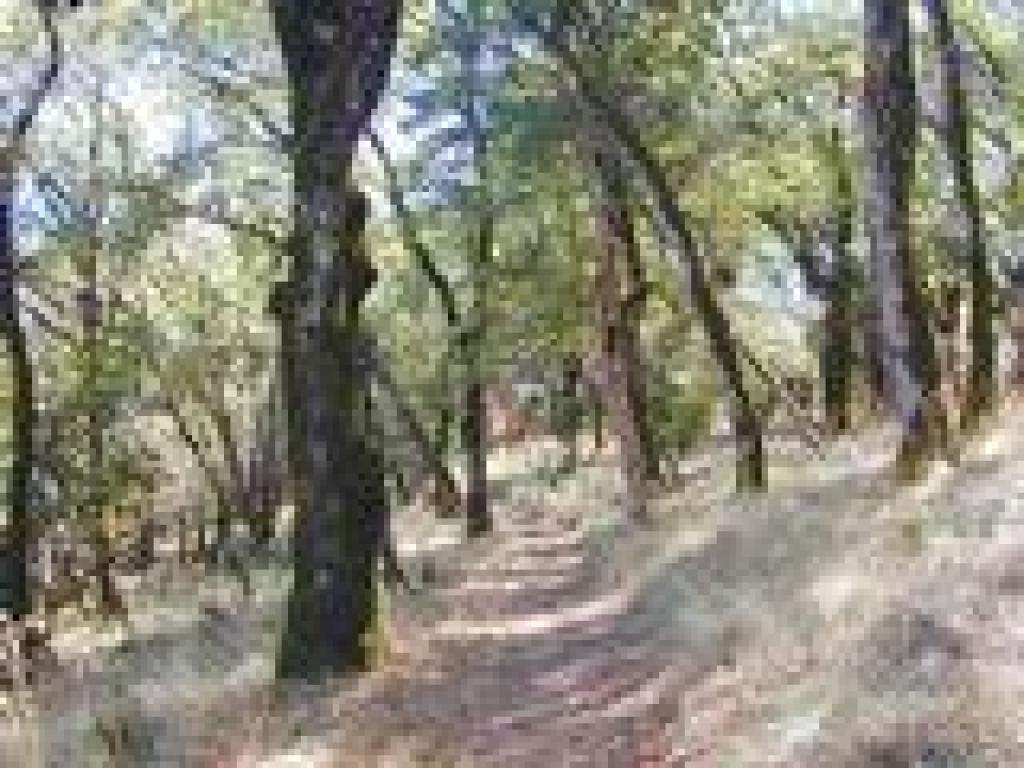 Sonoma Ridge Loop Trail