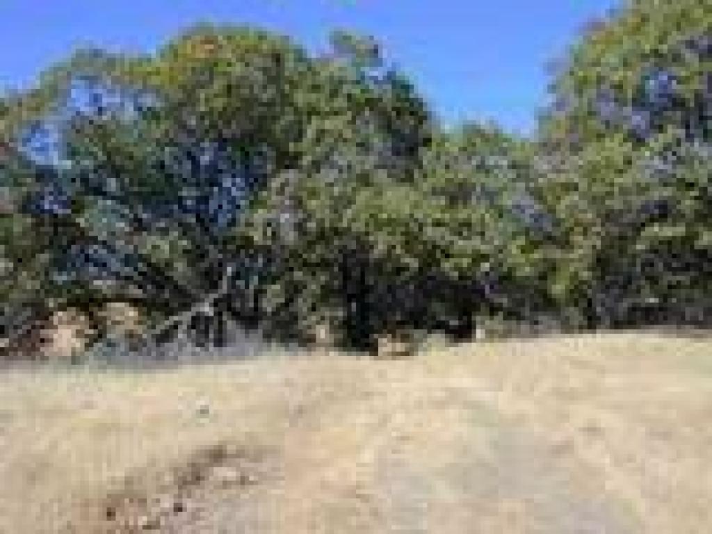Grassland and black oaks