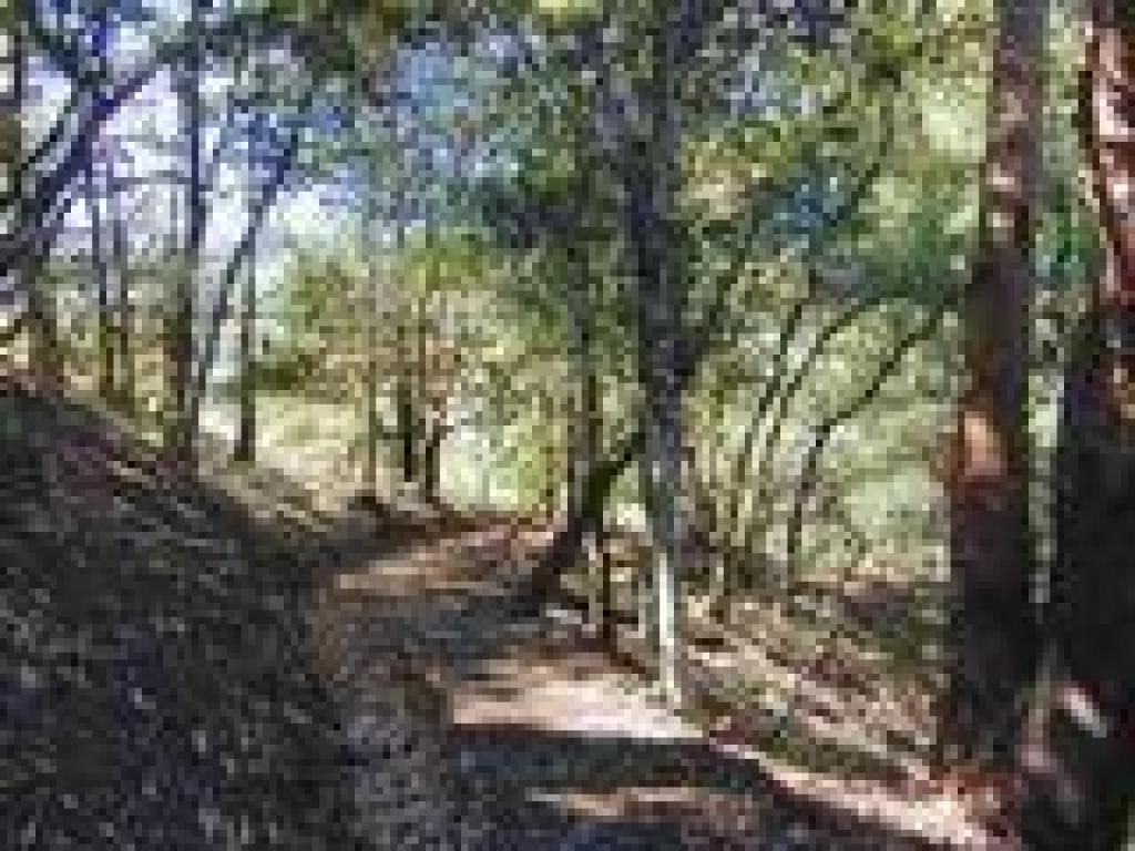 Sonoma Ridge Trail