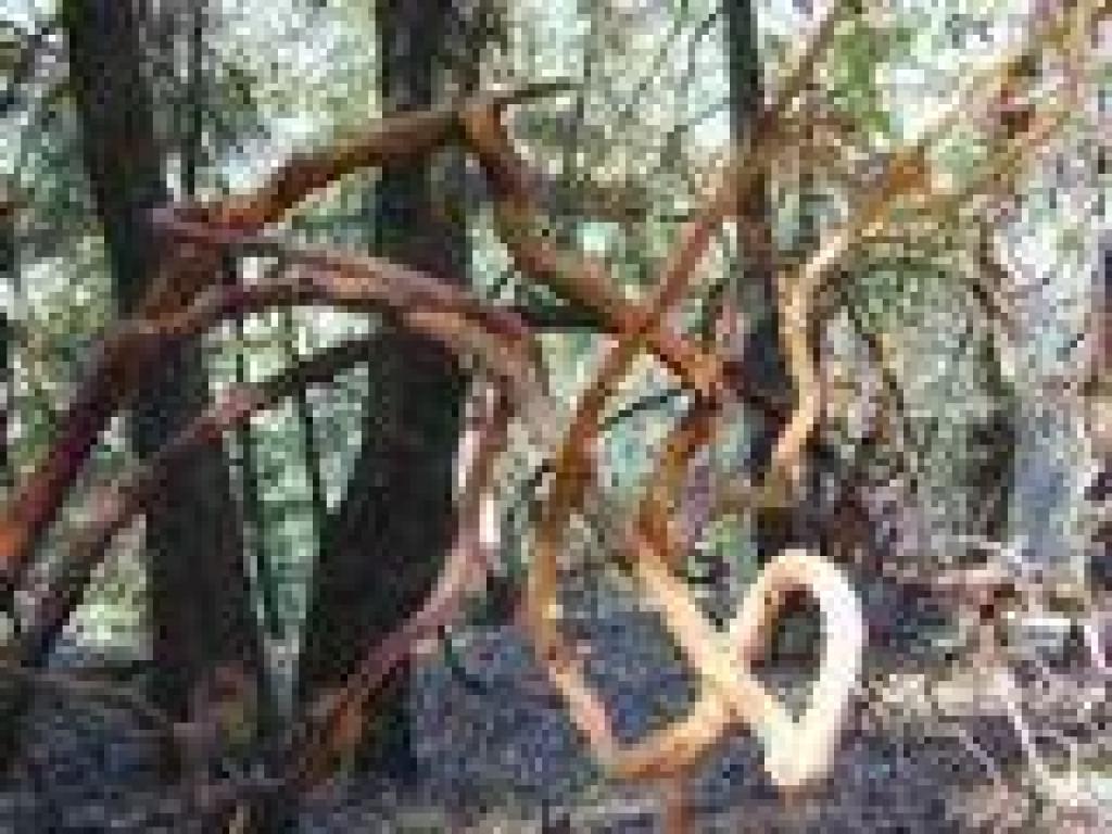 Madrone