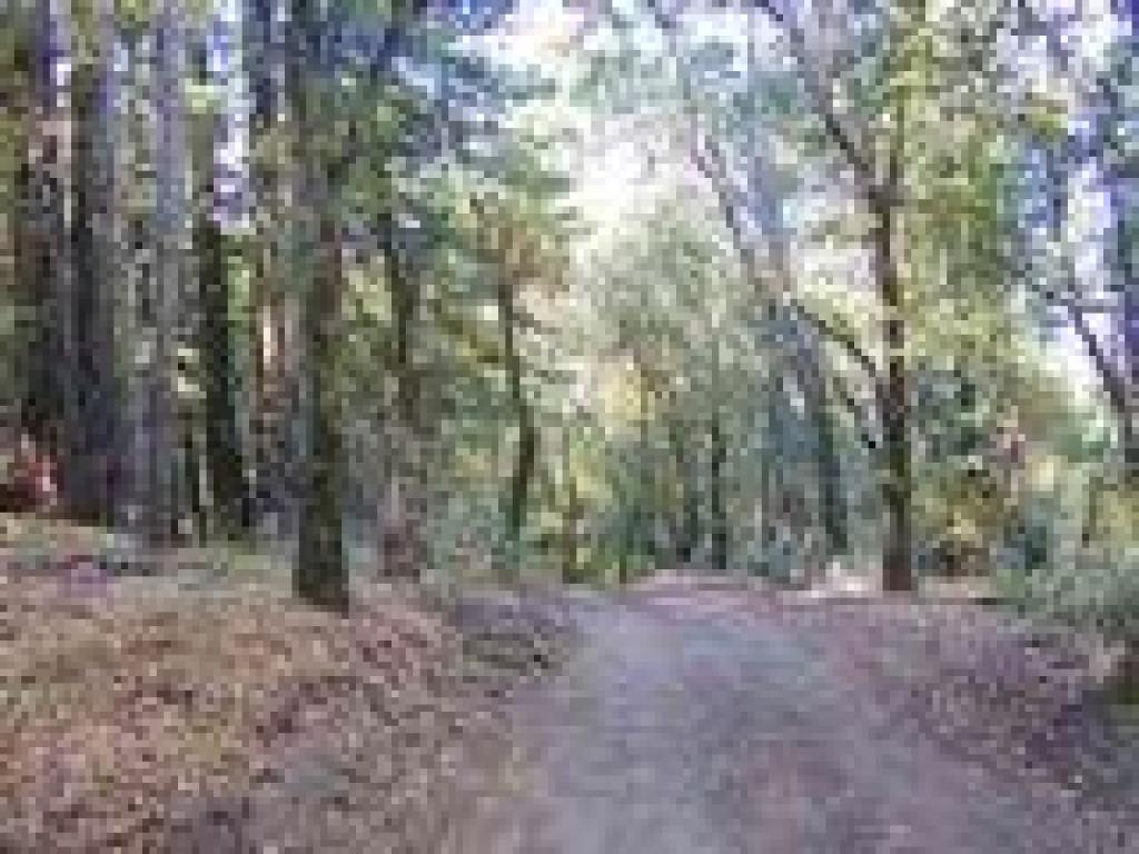 Returning on Lake Service Road