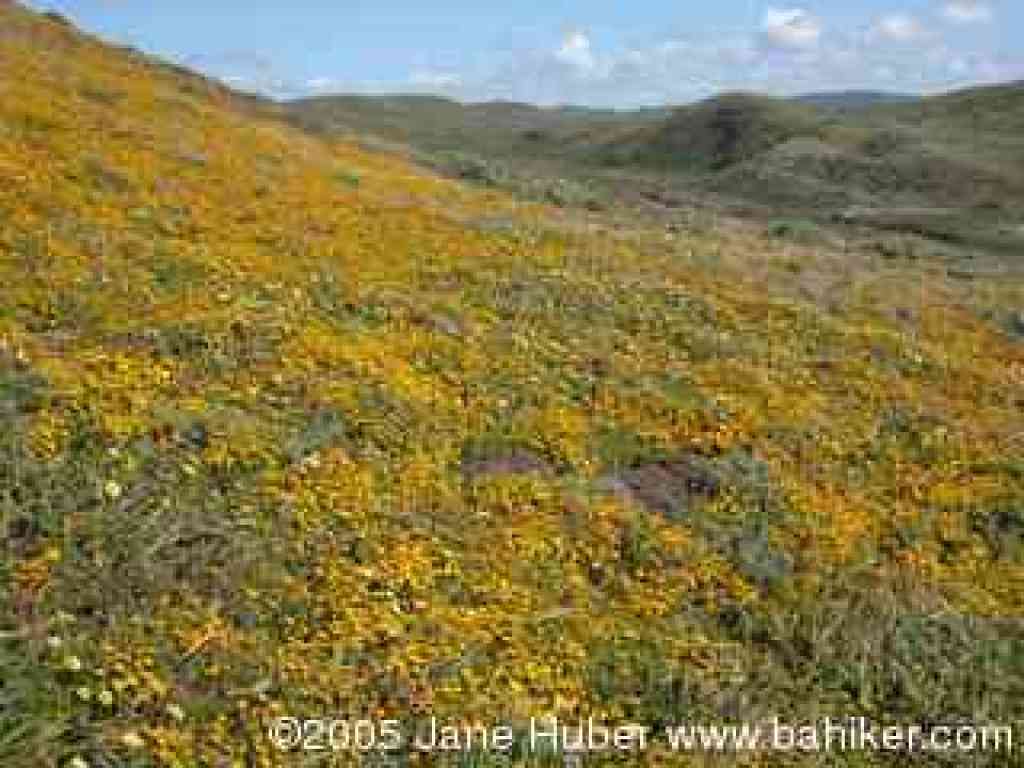 Spring flowers above Kehoe Beach