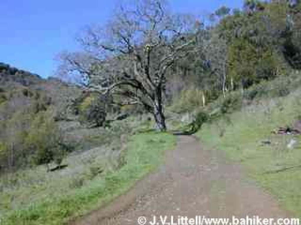 Citron Fire Road