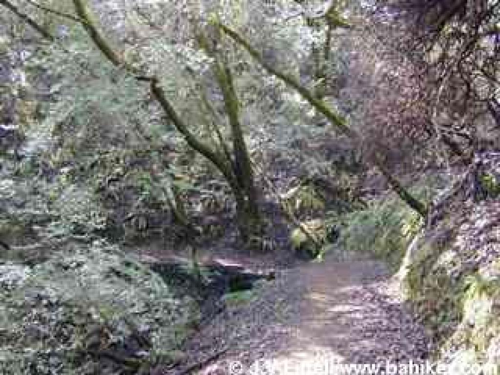Woods on King Mountain Loop Trail