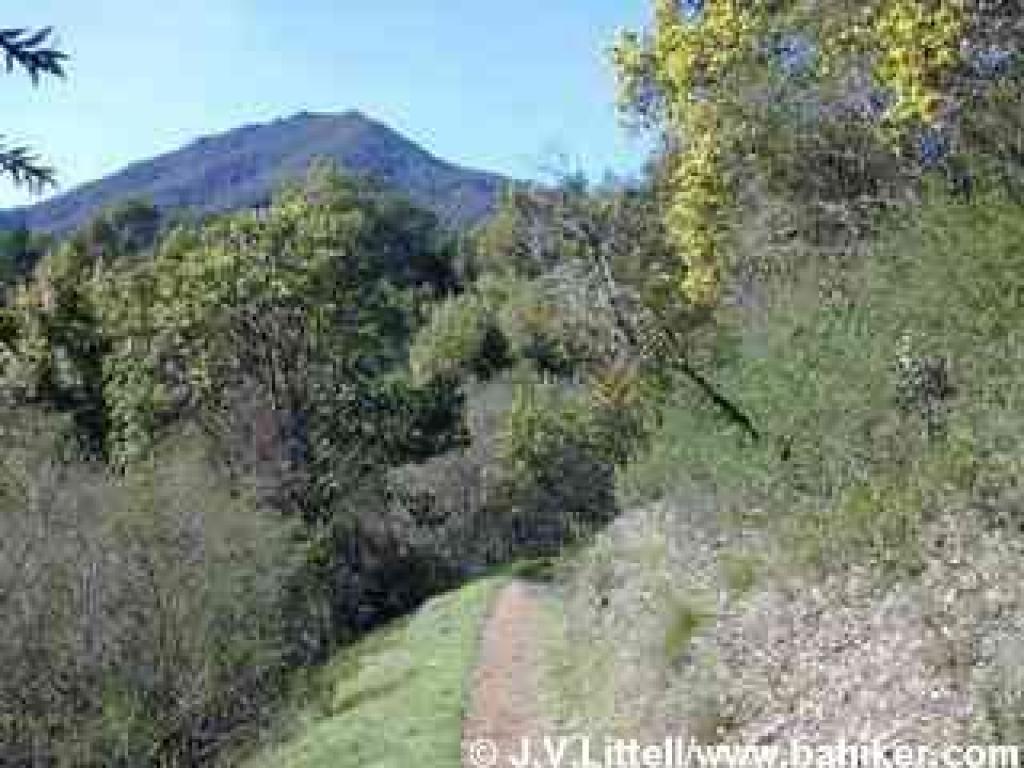 A view of Tam from King Mountain Loop Trail