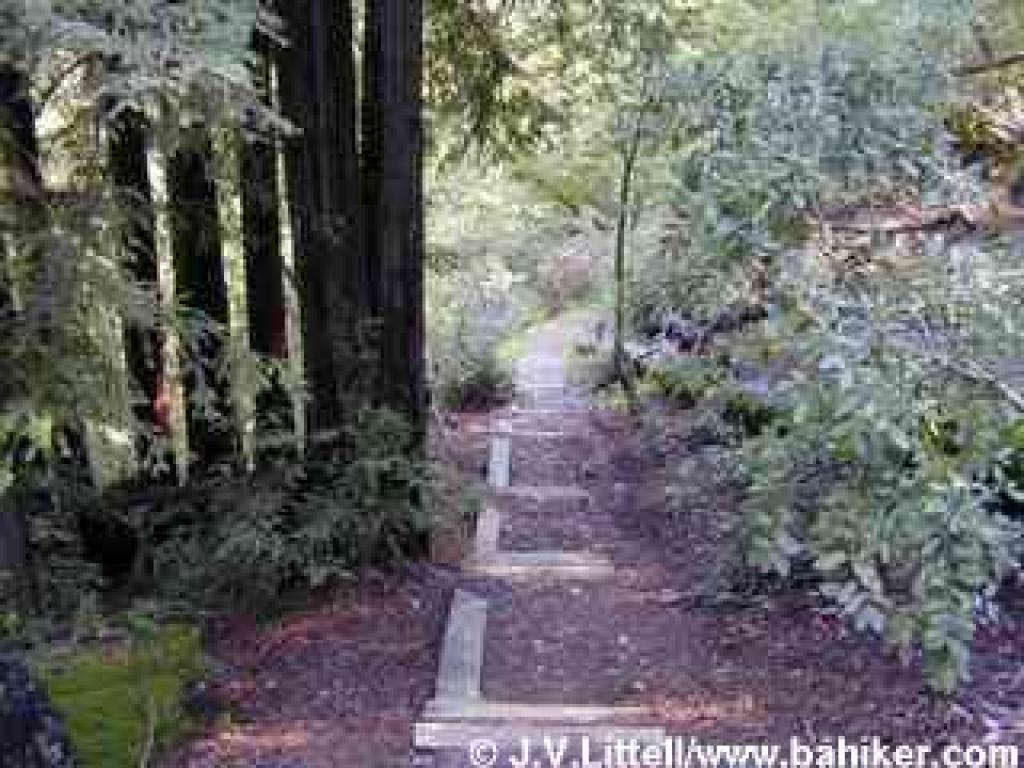 Descending through redwood and tanoak