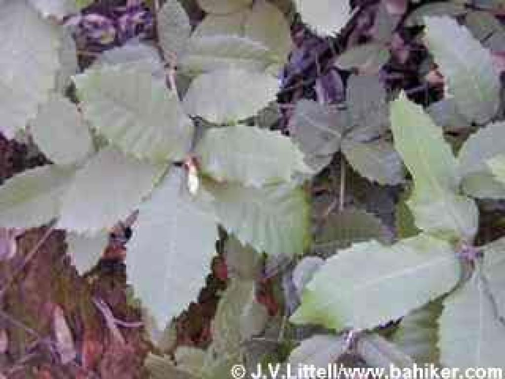 Tanoak