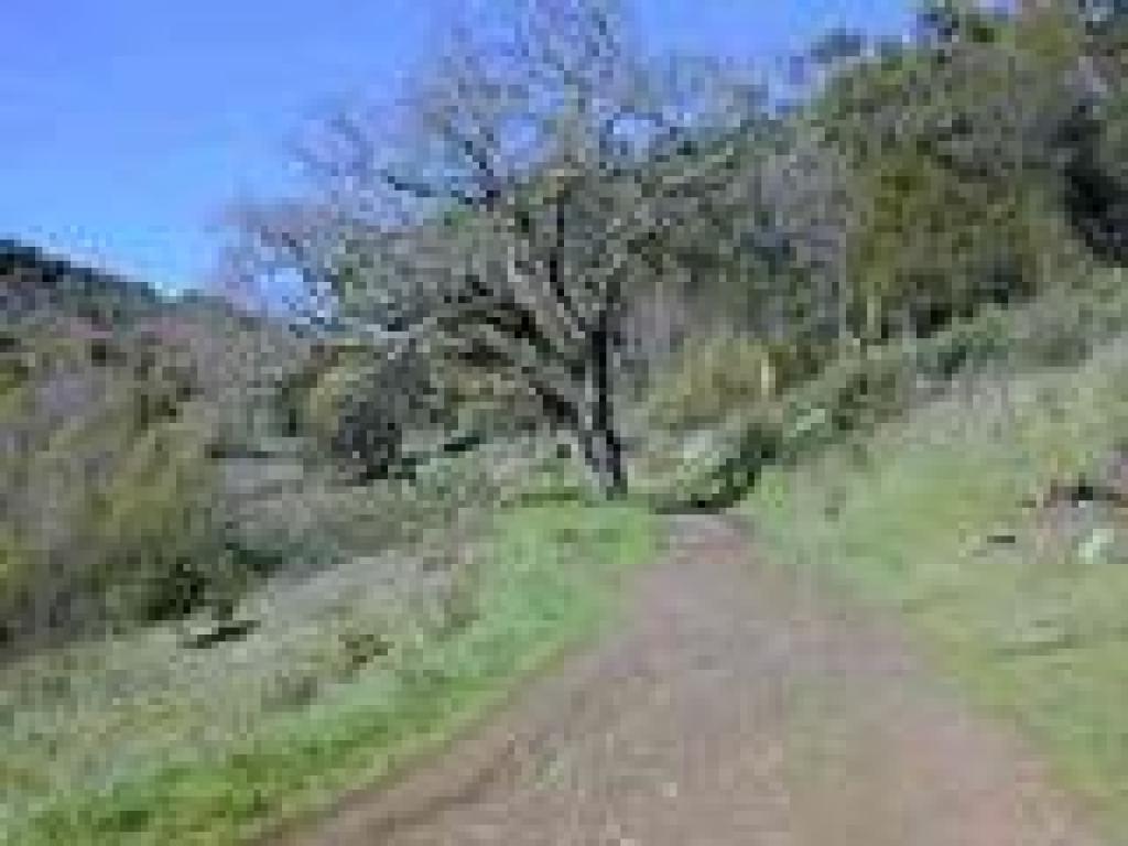 Citron Fire Road