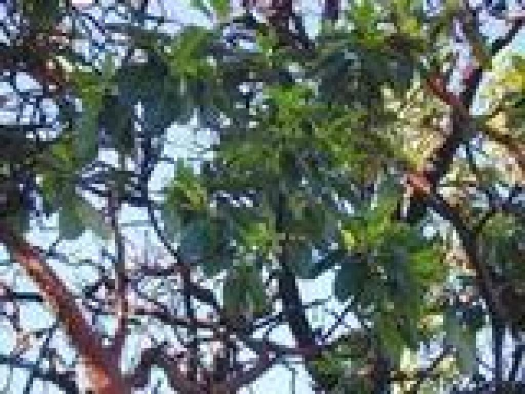 Madrone