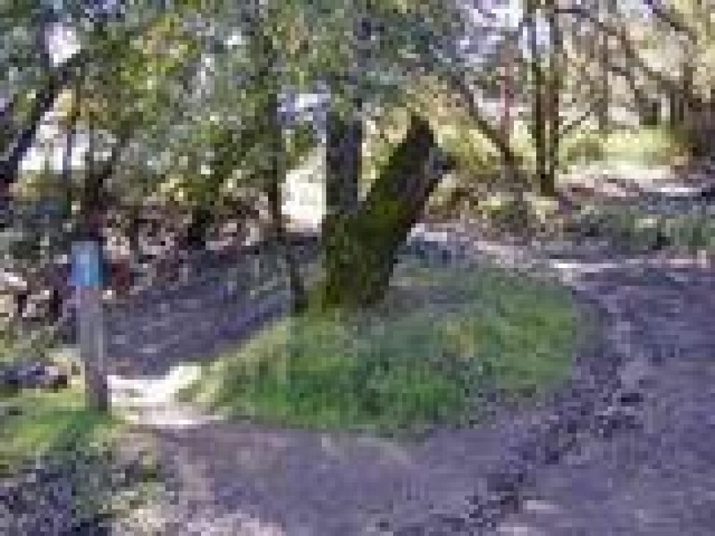 King Mountain Loop Trail