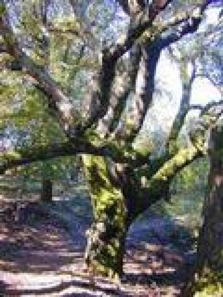 Coast live oak
