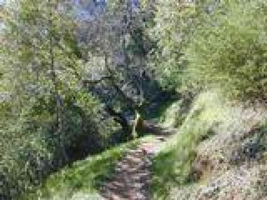 Woods