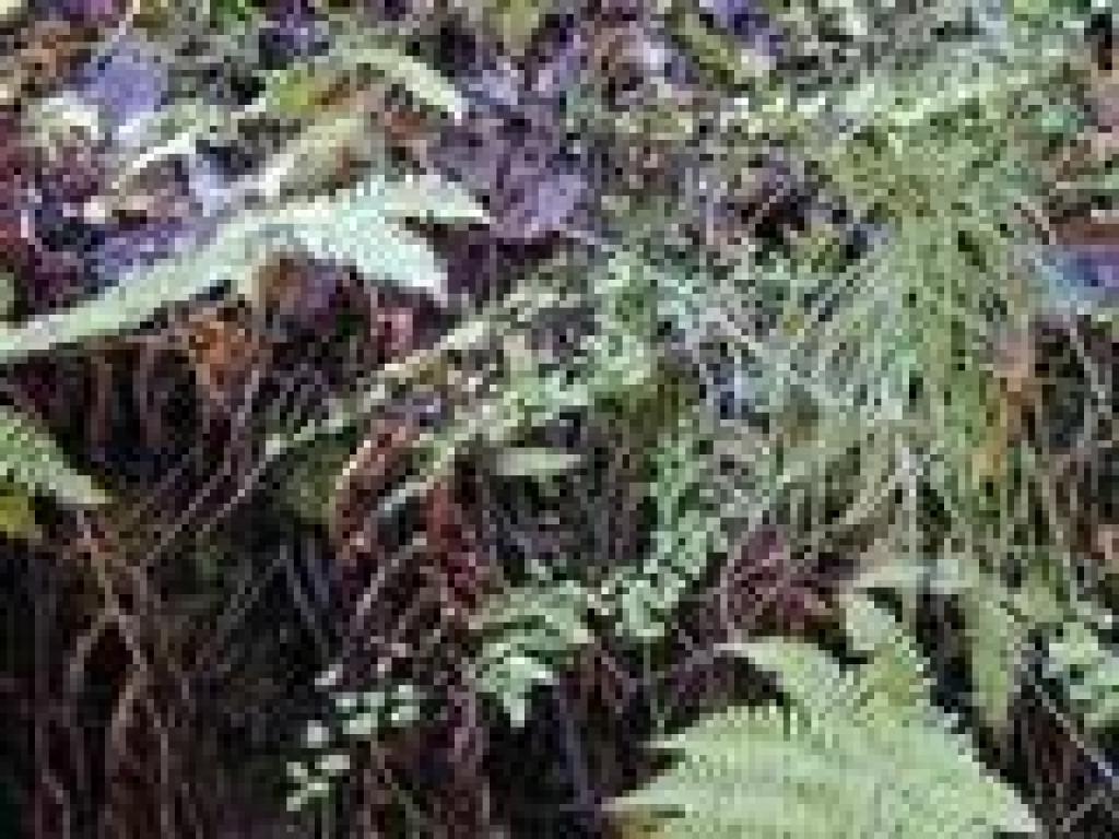 Ferns