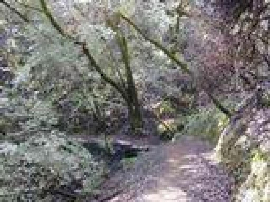 King Mountain Loop Trail