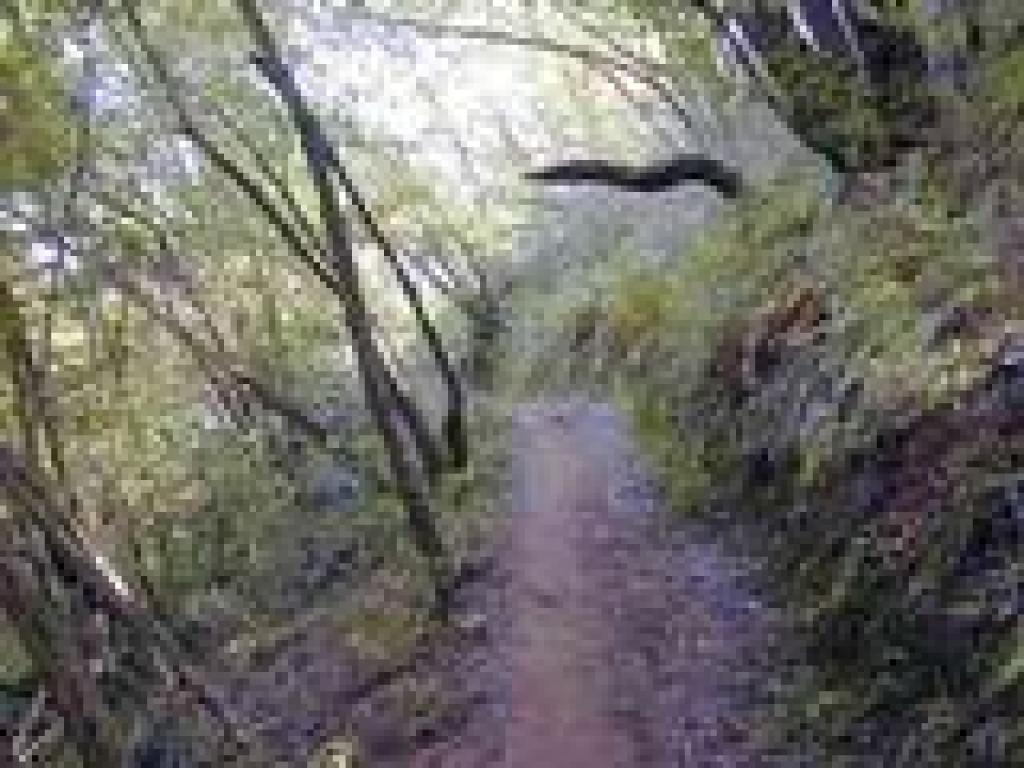 King Mountain Loop Trail