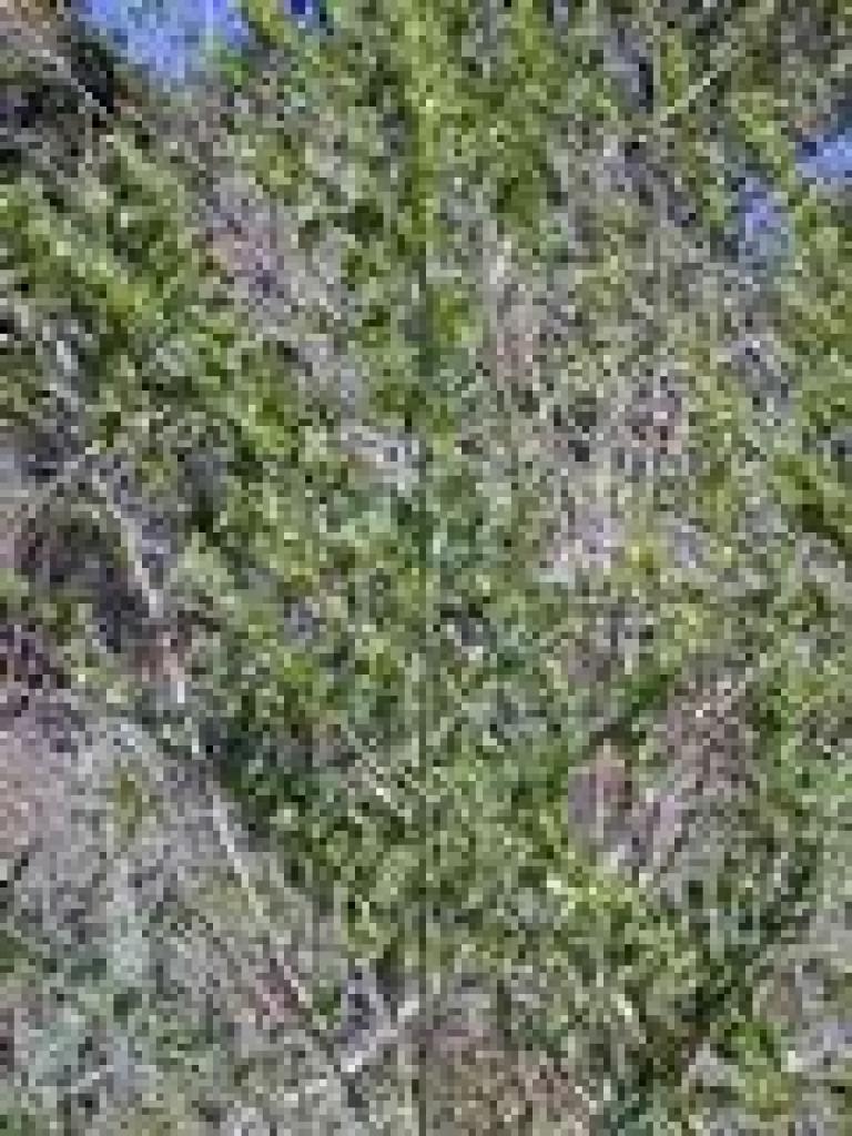 Broom
