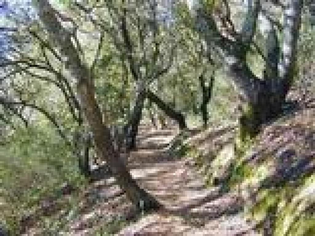 Mixed woodland