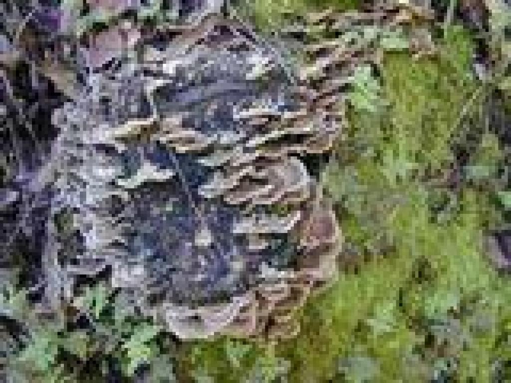 Fungus