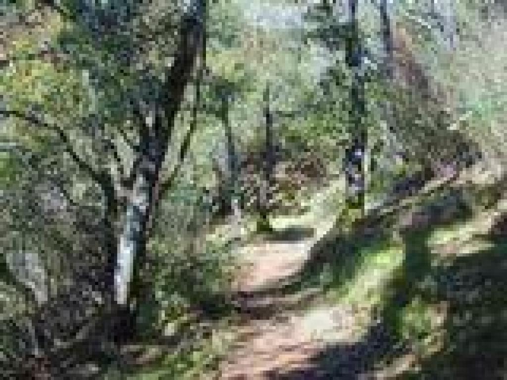King Mountain Loop Trail