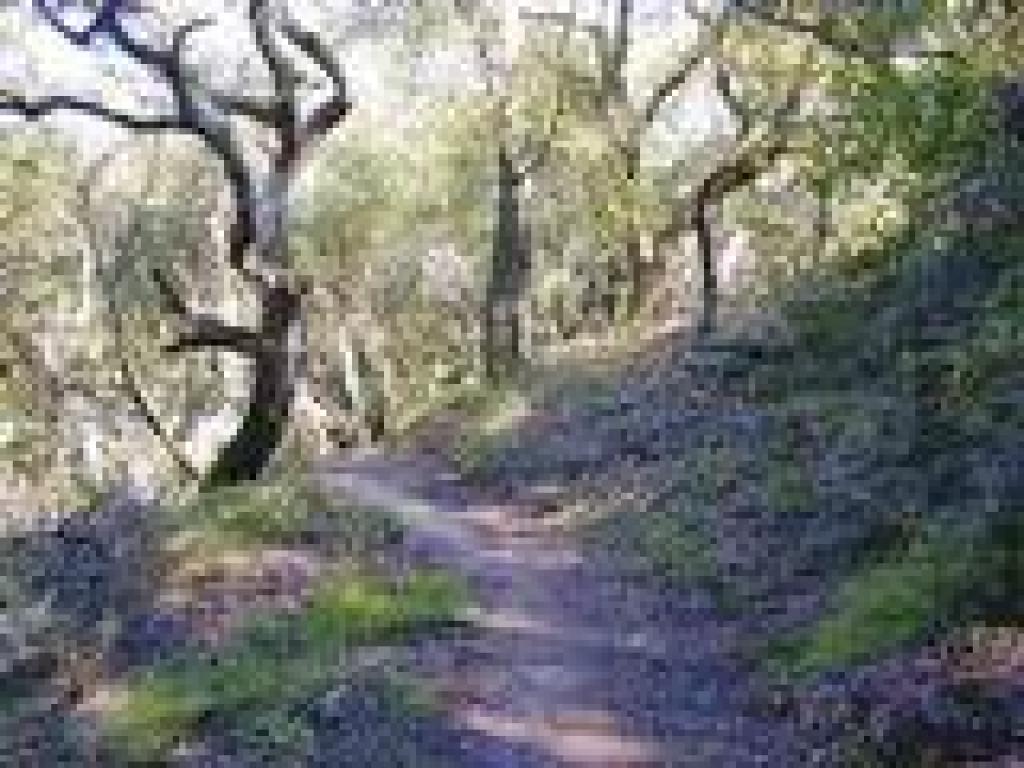 King Mountain Loop Trail