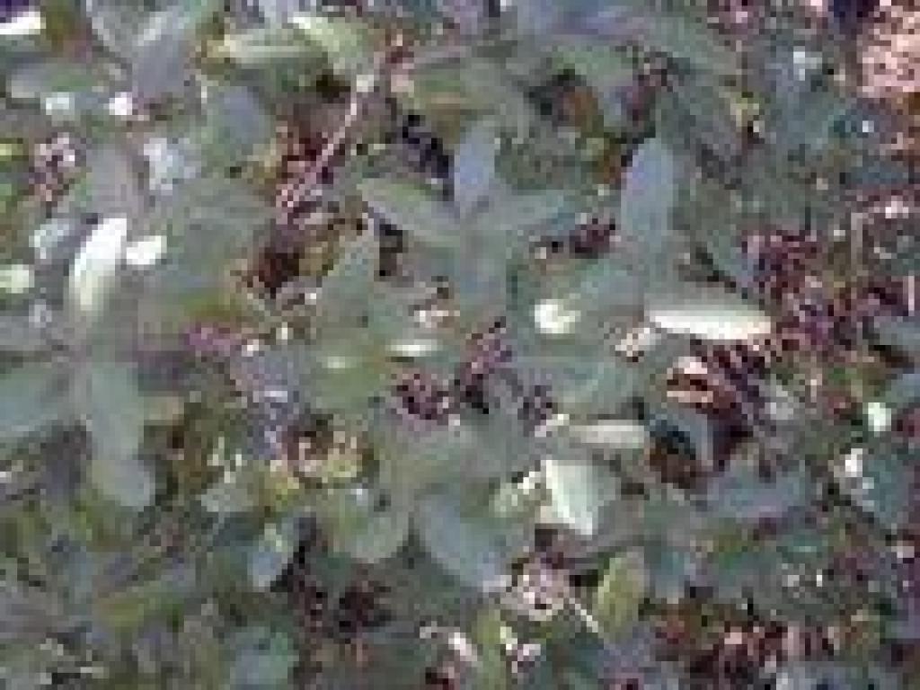 Coffeeberry