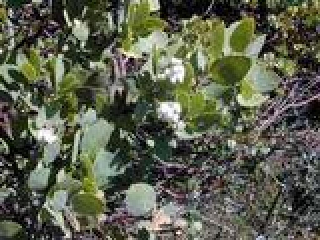 Manzanita