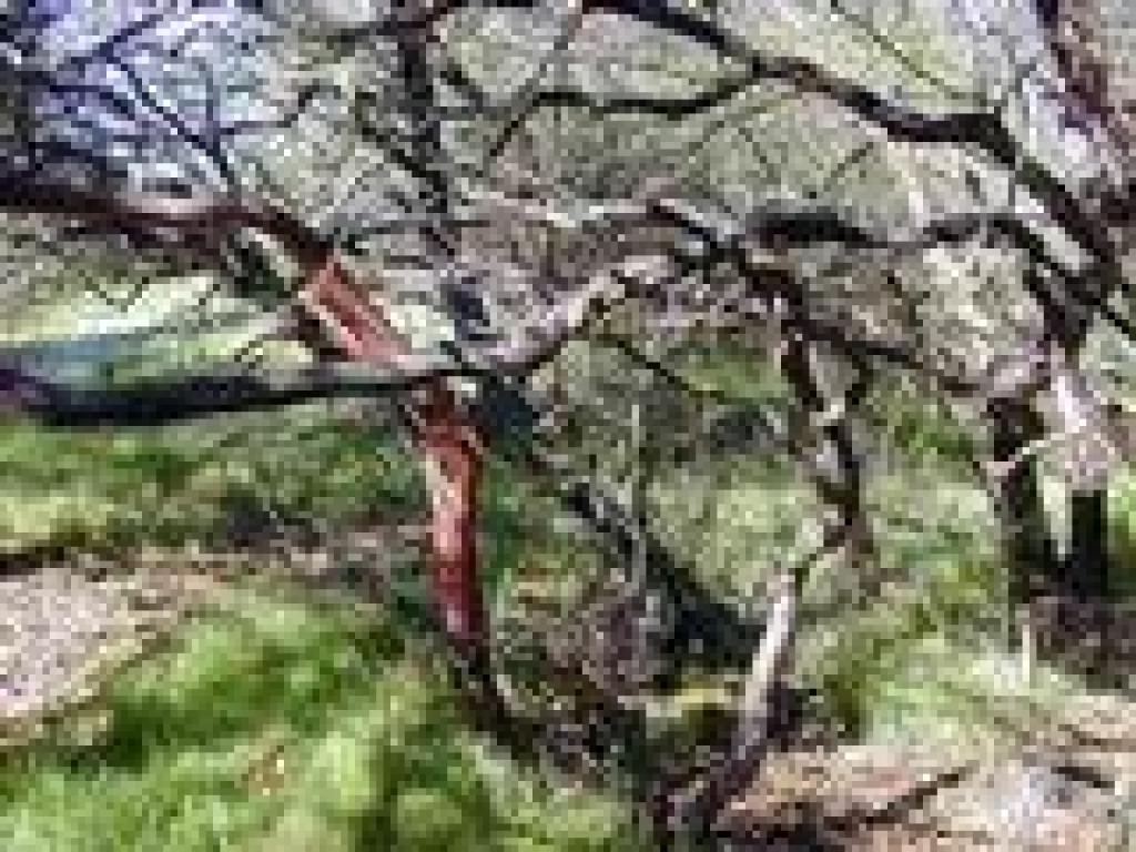 Manzanita