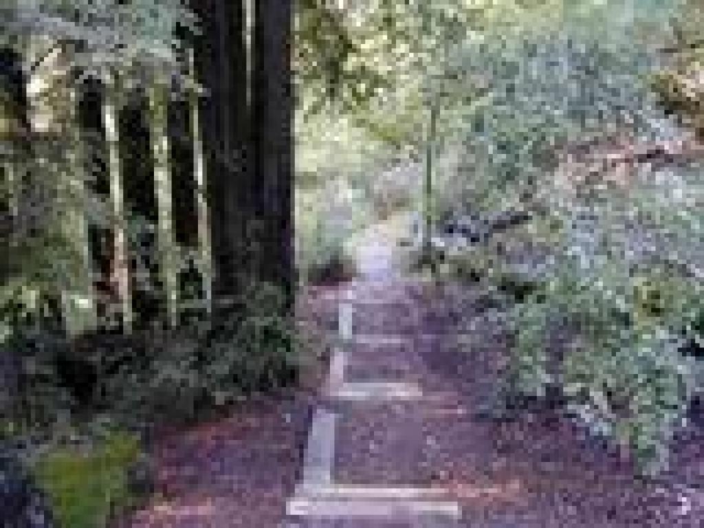 Redwood canyon